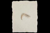 Large, Jurassic, Fossil Shrimp (Antrimpos) - Solnhofen Limestone #167798-1